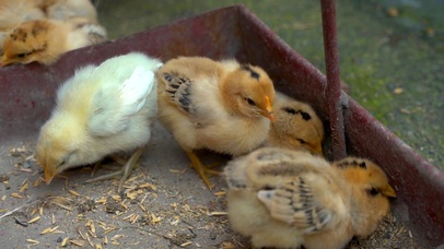 4K母鸡小鸡鸡苗农业家禽养殖业