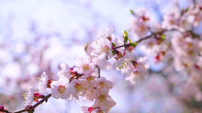 4K 高清 果园里春天的花朵