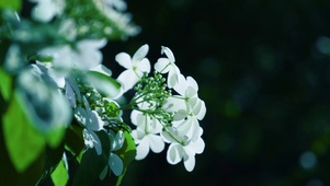 4K木球花