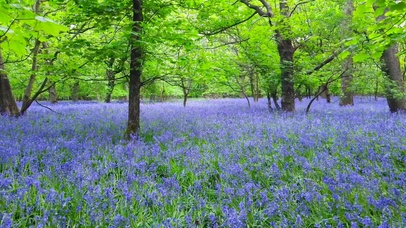亲近自然薰衣草树林