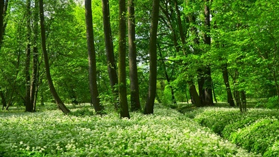 幽静夏日绿林花草 