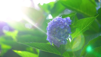 阳光下的紫绣球