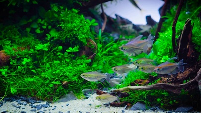 4k水族刚果美人鱼