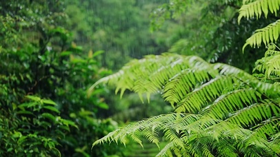 护眼夏日清凉雨中树叶