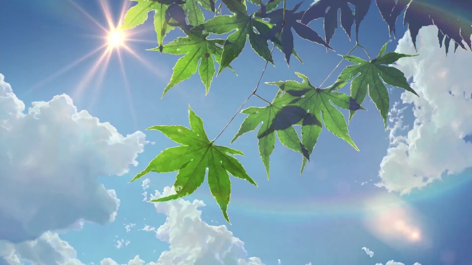 仰视逆光下的青枫绿叶与晴空白云