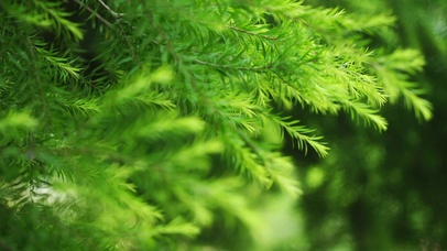 绿色唯美松叶(风景动态壁纸) - 动态壁纸下载 - 元气壁纸