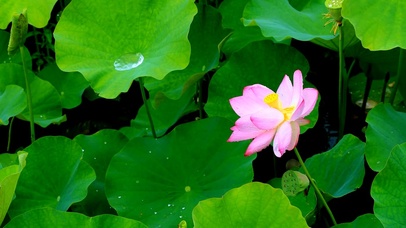 雨中护眼莲蓬莲花