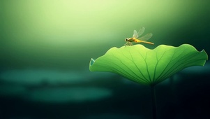荷上蜻蜓