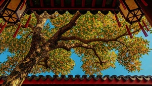 古桂花树