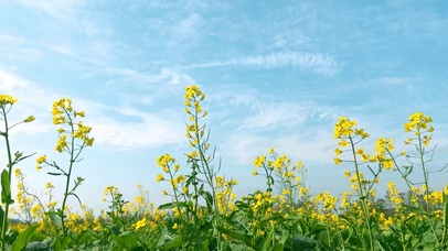 春天唯美油菜花