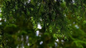 淅沥沥春雨