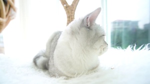 银渐层猫咪回头