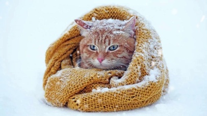 雪地里的小奶喵