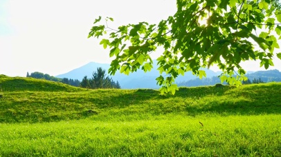 放松养眼绿地树叶