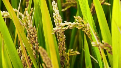 4K 高清 风中的亚洲金色稻田