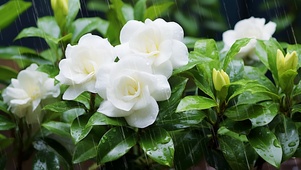 雨中盛开栀子花