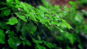 雨中的树叶