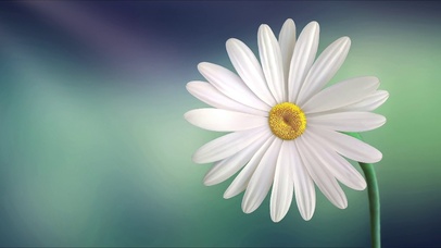 小雏菊与阳光