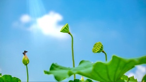 清凉夏季
