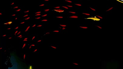 好运鱼4K动态壁纸