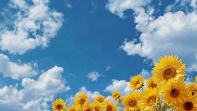 蓝天白云唯美的花