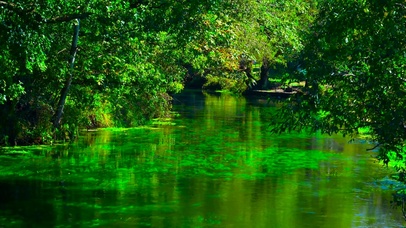 护眼树林绿草溪流