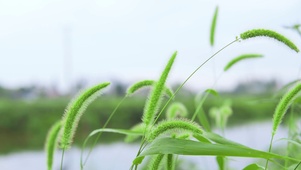 狗尾巴草
