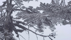 4k冬天下雪松树上的雪挂雾凇