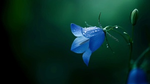 蓝风铃花