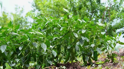 4k夏日田园生活菜地辣椒