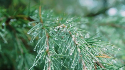 松树露水