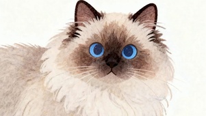 萌宠猫咪