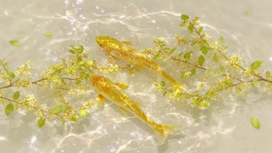 遇见锦鲤 好运发财