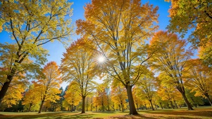 蓝天下秋林黄页