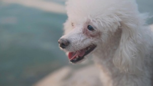 白毛狗狗在河边