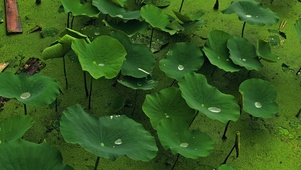 夏日池塘