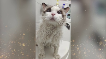 亚瑟点心-猫的凝视