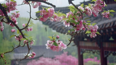山寺桃花雨