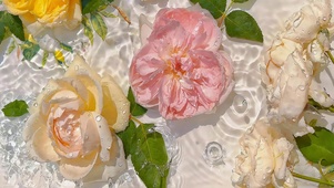 小清新鲜花