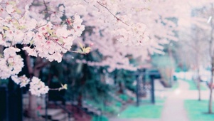 唯美樱花雨季