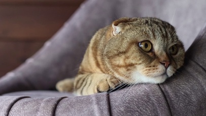 摆烂的猫猫