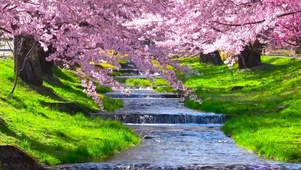 樱花树下溪水