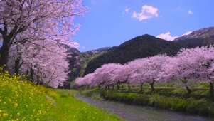 春天唯美樱花河岸