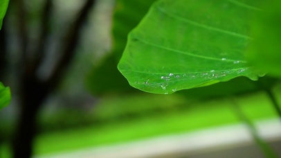荷叶雨滴