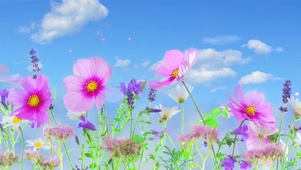 蓝天与花