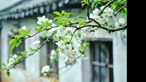治愈梨花小雨4K