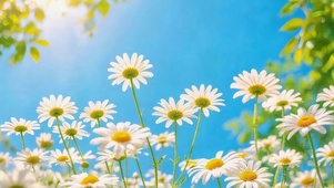 小清新邹菊
