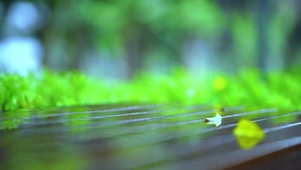 唯美秋天的雨季