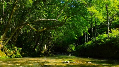 4K清凉绿林流水
