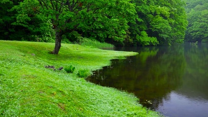 雨后的绿树湖边